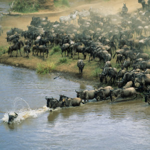 The Great Migration, Maasai Mara, Kenya