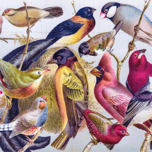Biological illustration of different bird species, Chromolithograph 1895