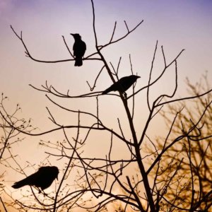 Social Media Birds Hierarchy of Roles